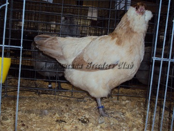 SC District 2014 RV Blue Wheaten Pullet